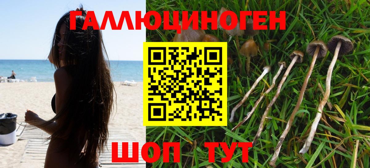 Галлюциногенные грибы Psilocybine cubensis Реутов